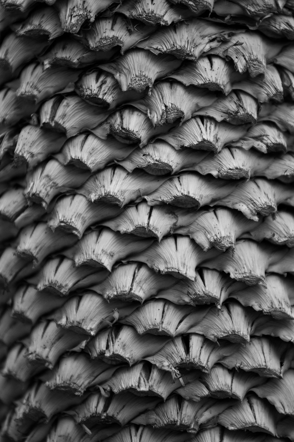 Una foto en blanco y negro de un montón de plumas