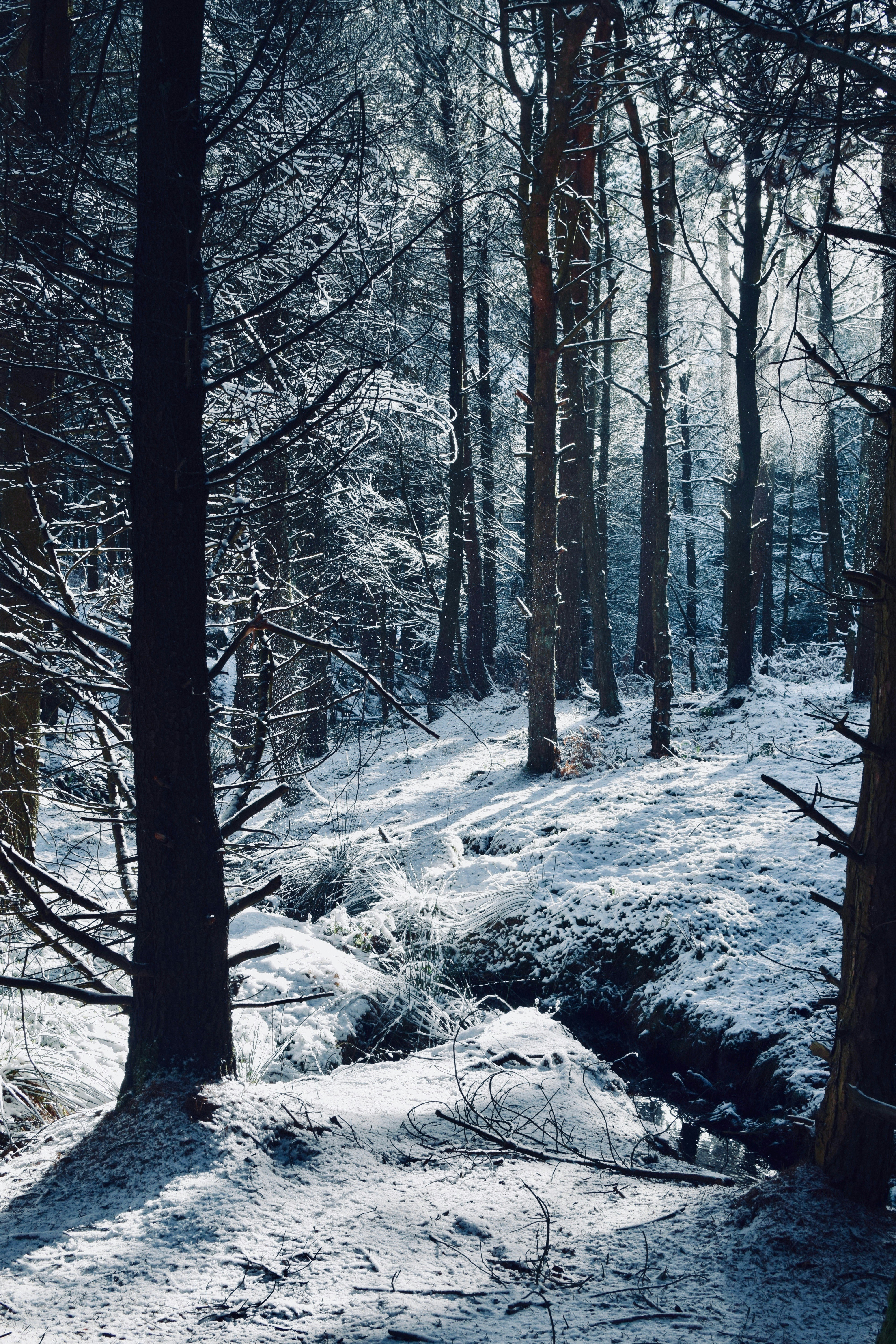 forest covered snow