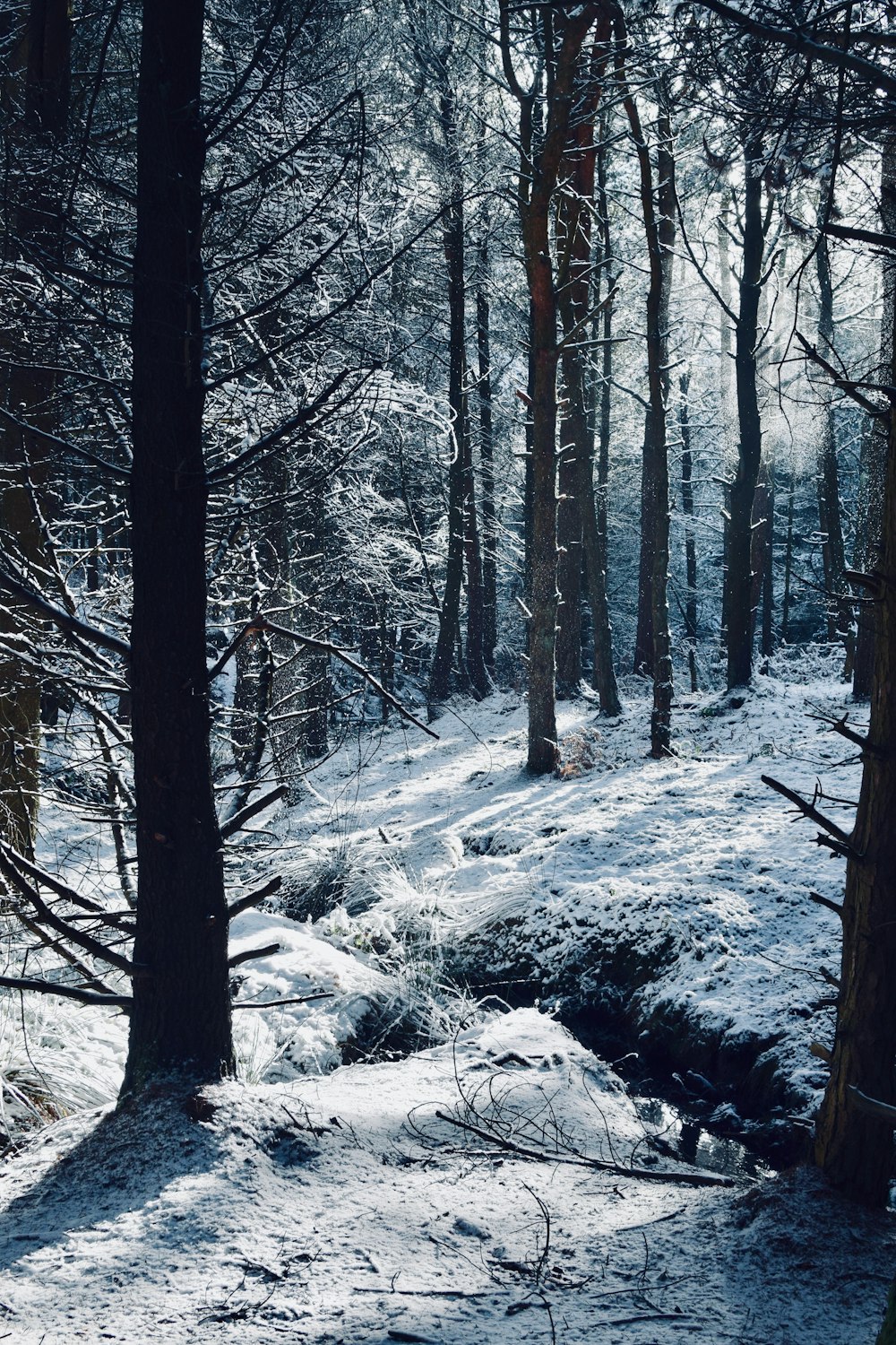 forest covered snow