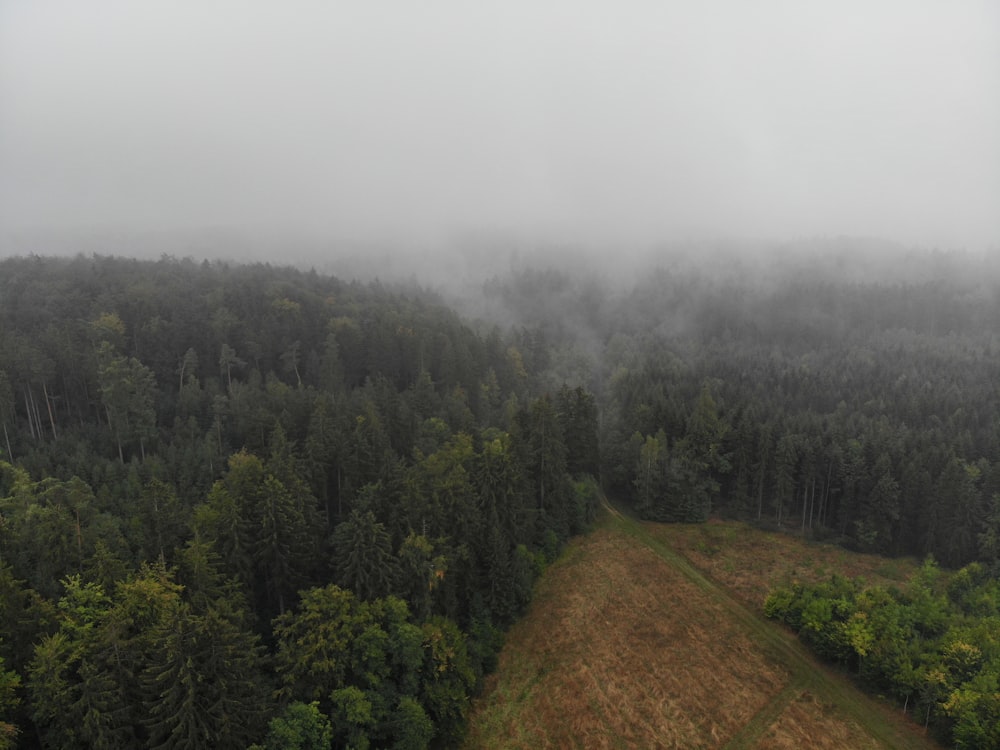 Wald in weißen Nebel gehüllt