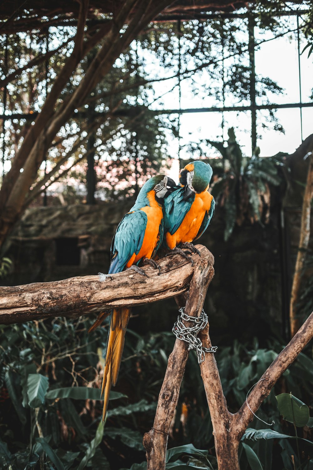 two macaw on tree
