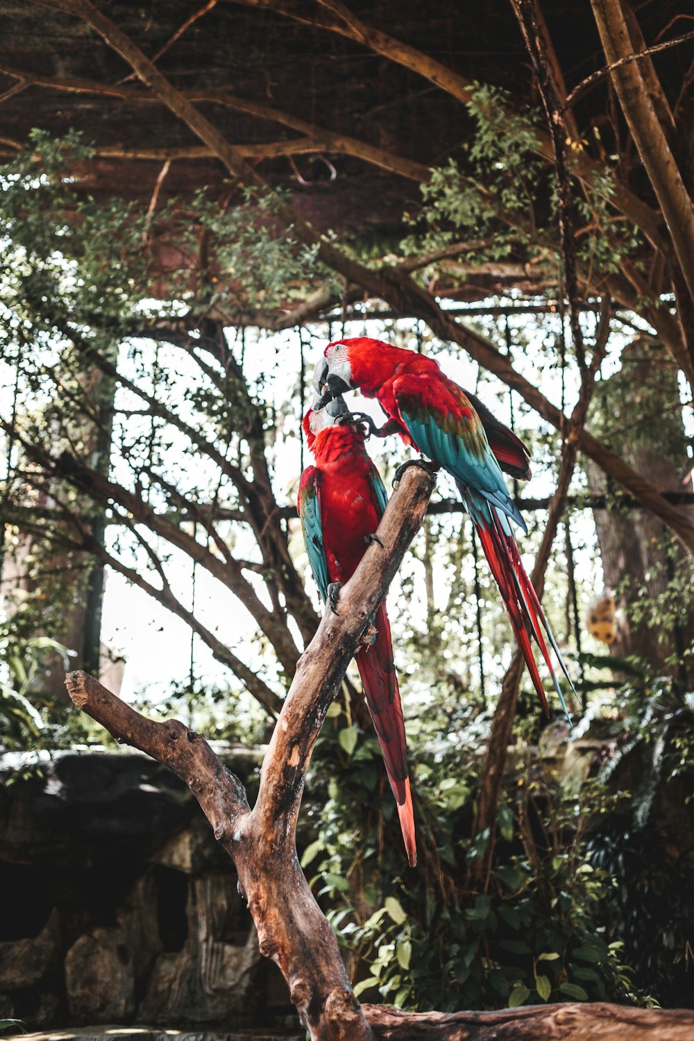 two red and blue parrot birds perching on branch