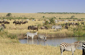 zebra in the field under blue sky