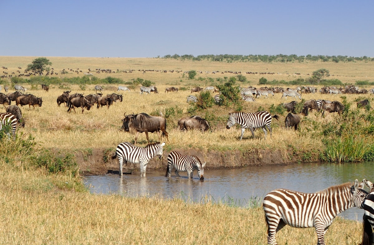 The Ecosystem of the African Plains