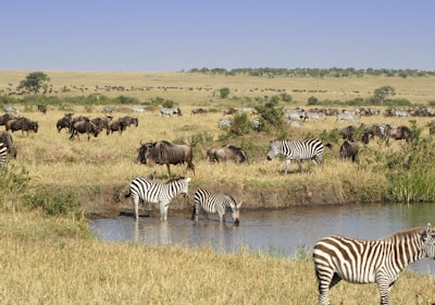 Kenia Safari Masai Mara Zebras und Gnus am Fluss