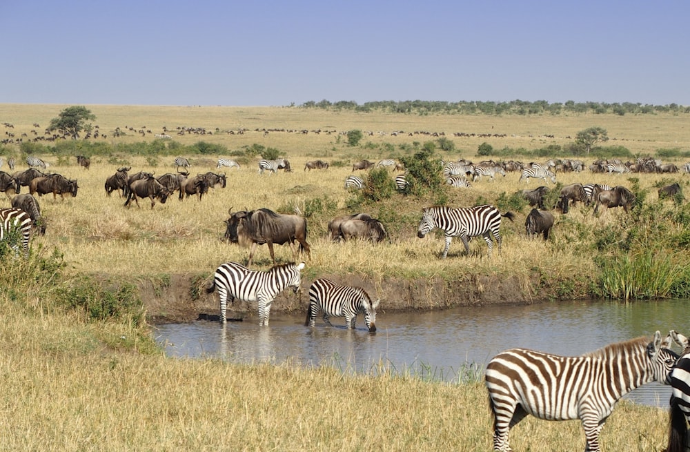 zebra in the field under blue sky