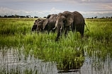 A group of elephants crossing a lush green river in a national park.
