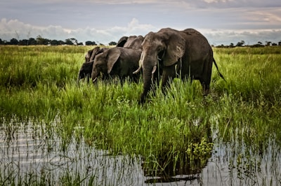 A group of elephants crossing a lush green river in a national park.