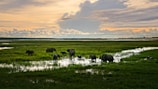Elephants gathered by the water’s edge in Tarangire National Park during sunset.