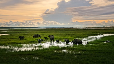 Elephants gathered by the water’s edge in Tarangire National Park during sunset.