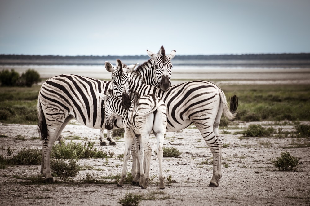 three zebra standing on field