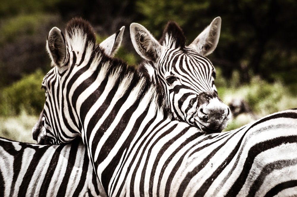two zebras leaning heads on each other