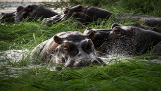 Several hippos partially submerged in water surrounded by lush green grass. The hippos appear calm and are close to each other, with water droplets visible on their skin suggesting recent movement or play.