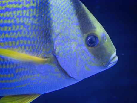 Close-up of a vibrant carp nibbling on a bright bait in clear water.