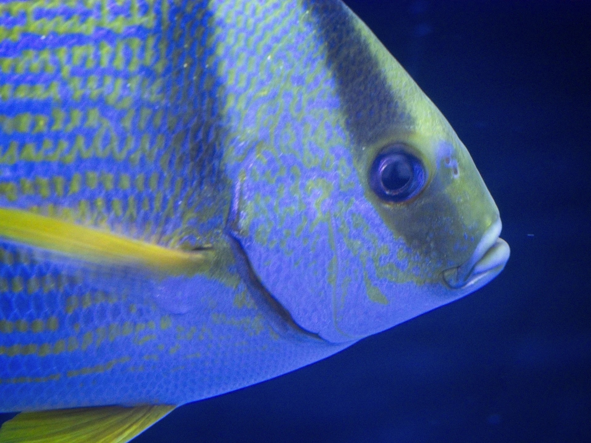 A vibrant close-up of Duke, the 9-year-old scientist, gently holding a colorful crossbred guppy in a clear tank, his eyes full of curiosity and pride.