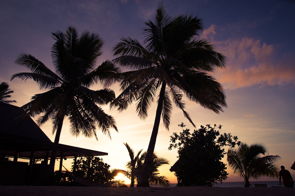 coconut tree near house