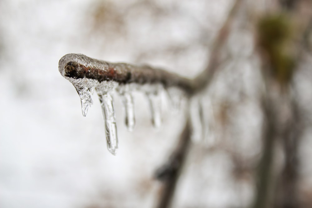 icicles forming on tree branch