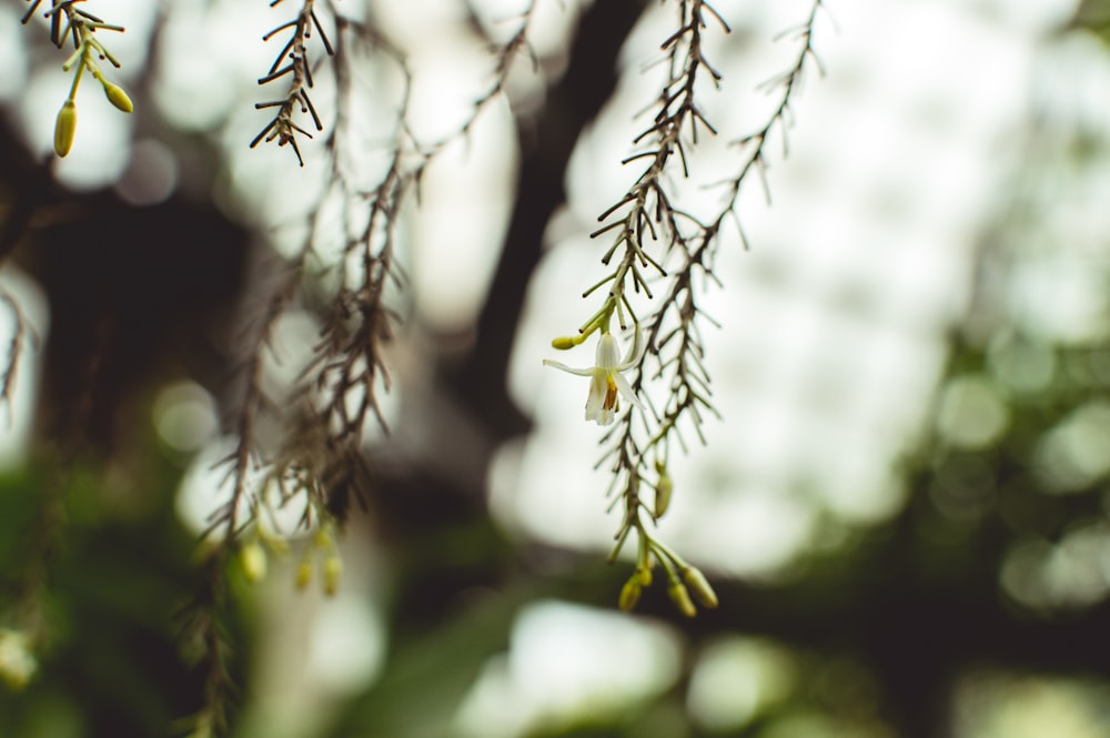 a close up of a tree branch with flowers