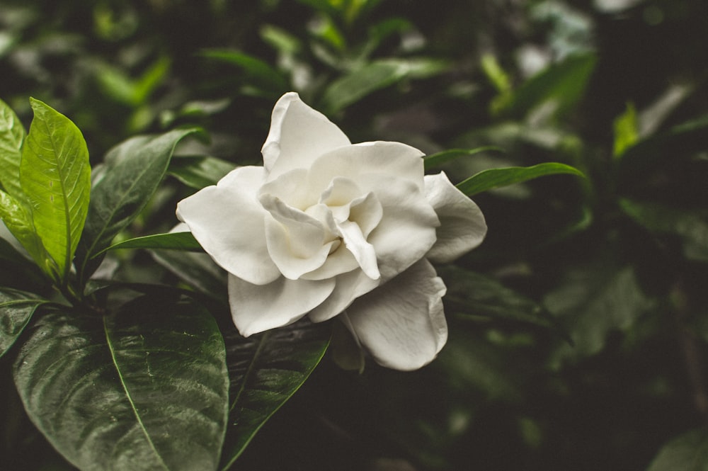 white petaled flower