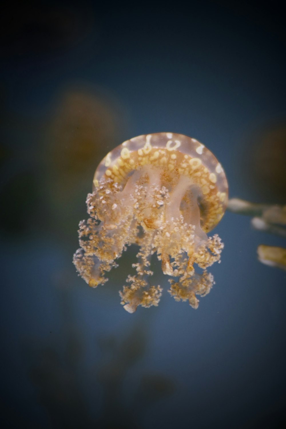 selective focus photography of jelly fish