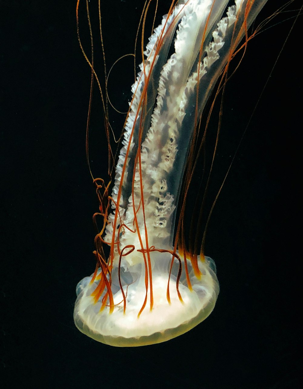 white jellyfish photo