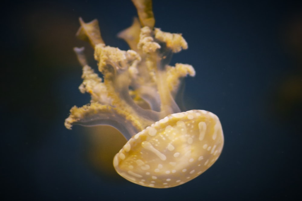 yellow jellyfish