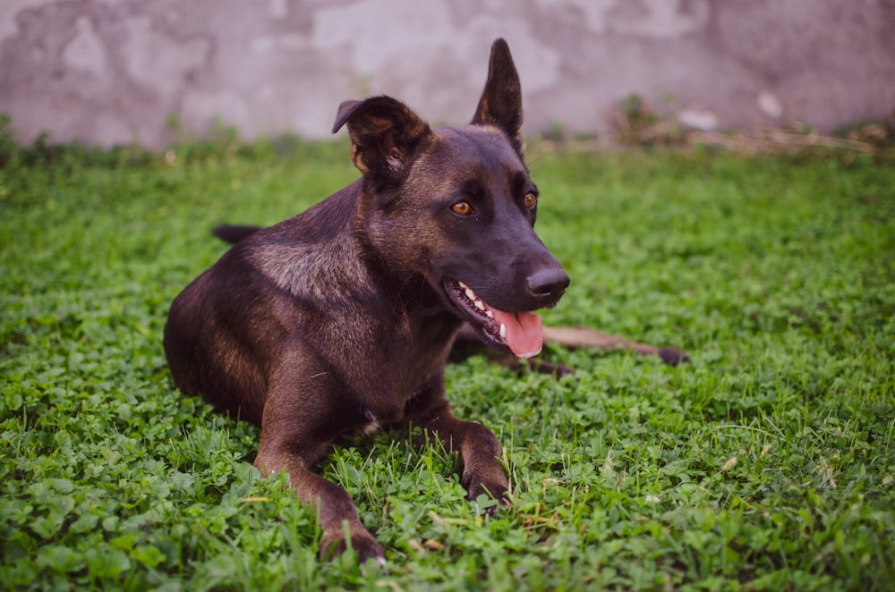 short-coated chocolate tan dog reclining on green field