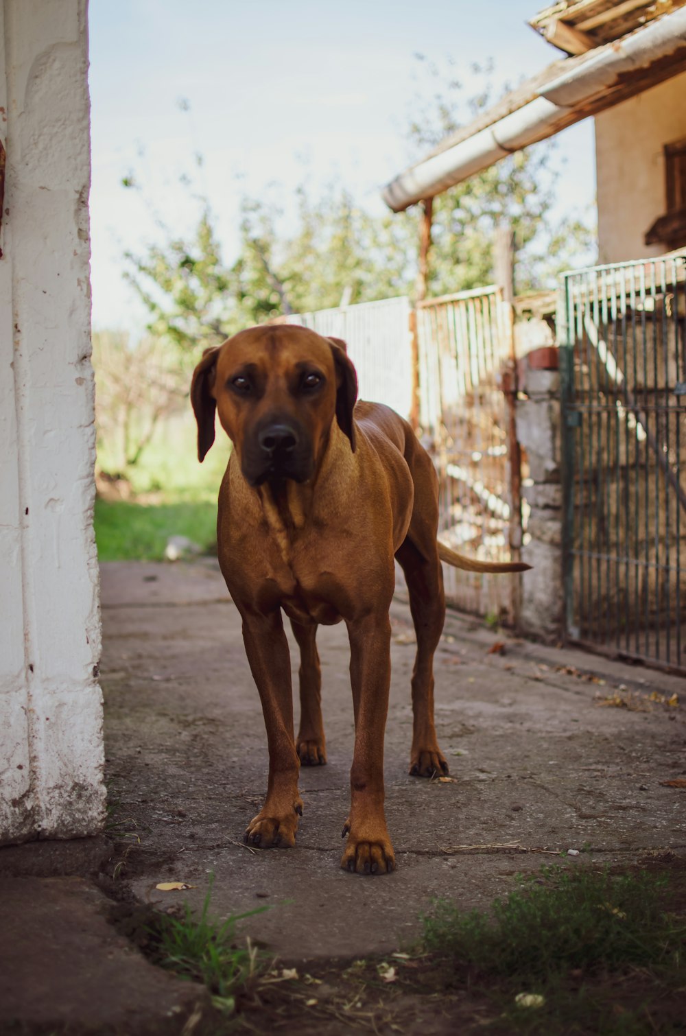 Chien bronzé au chocolat