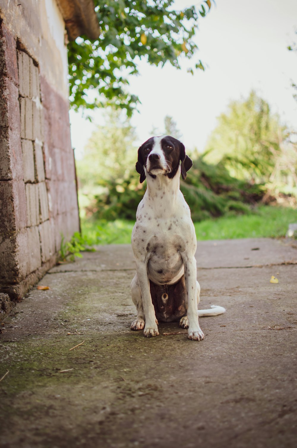 white and black dalmatian dog near house