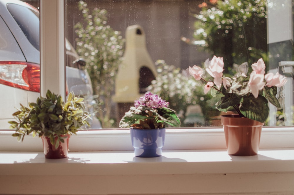 three potted plants by the window during daytime