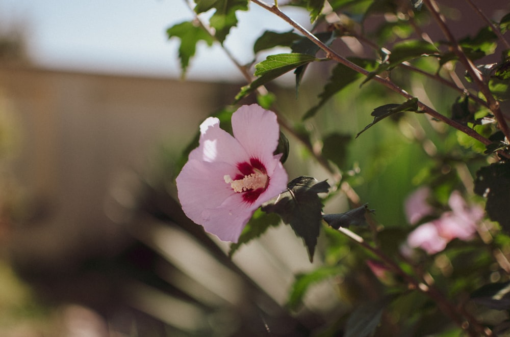 selective focus photography of pink hibiscus