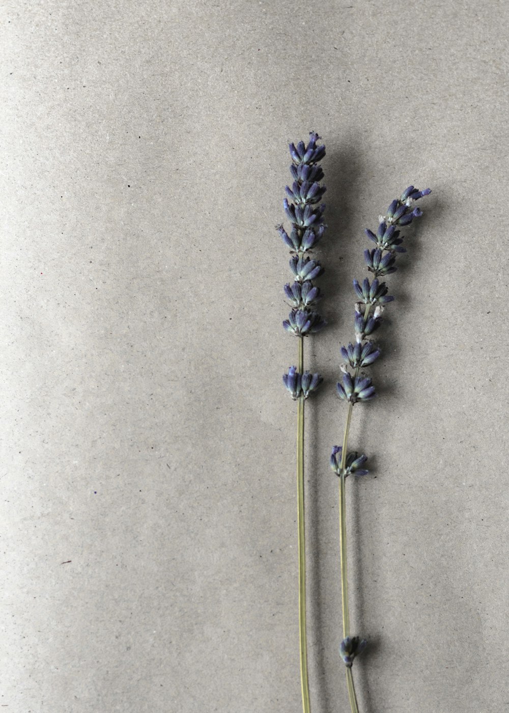 flor de pétalo azul