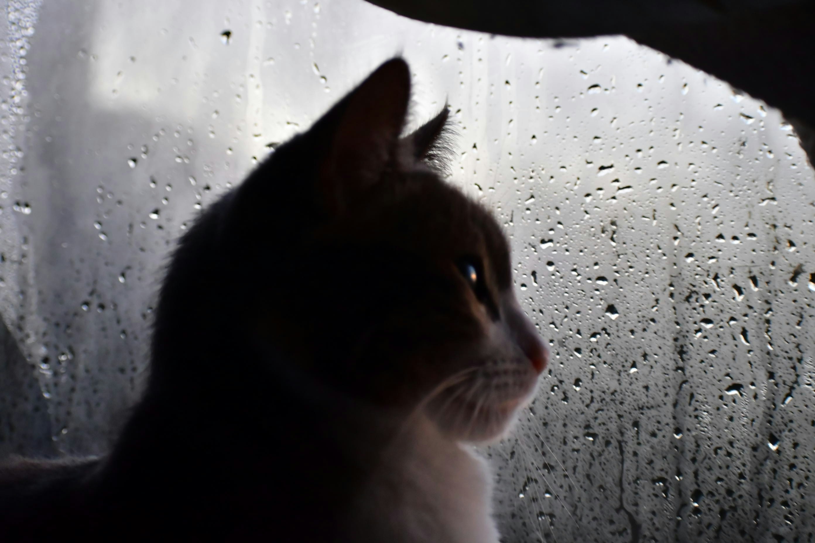 Stormy Weather Snuggles: The Comfort Seeker (image credits: unsplash)