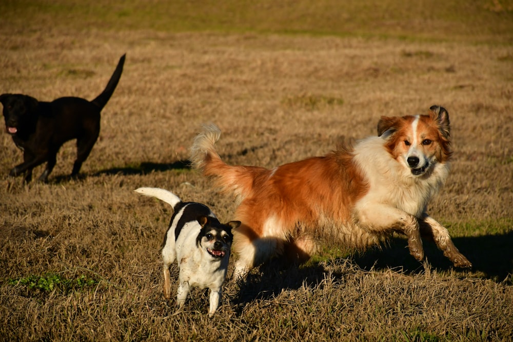 three assorted-color dogs running on brown grass during daytime