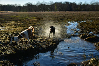 A trio of Labradors happily splashing in a shallow lake on a warm summer day