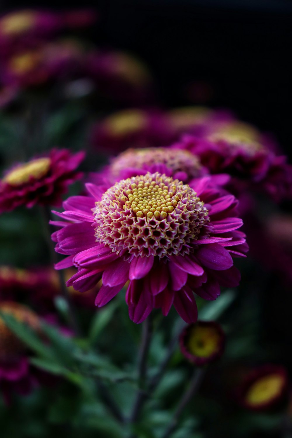 selective focus photography of pink petal flower