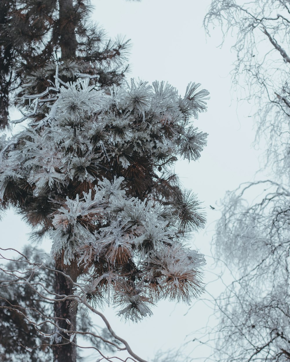 aerial photography of snow-covered trees during daytime