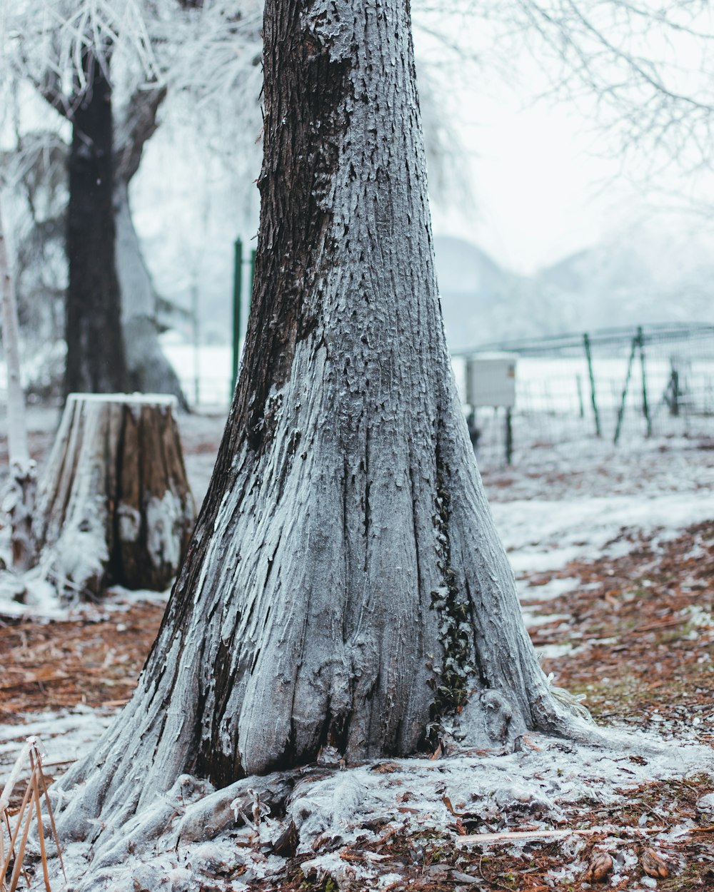 trees covered with snow