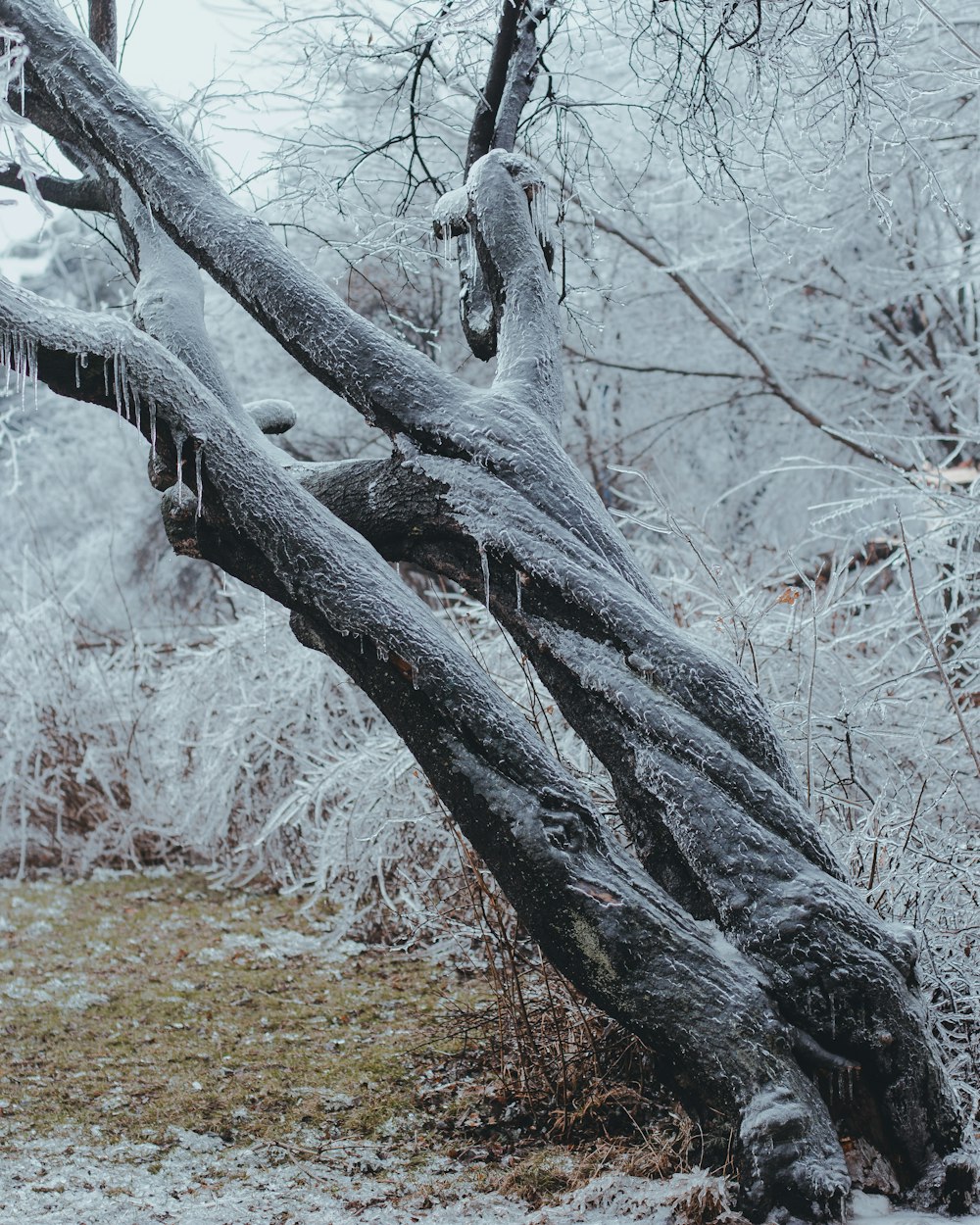 tree branch covered with snow