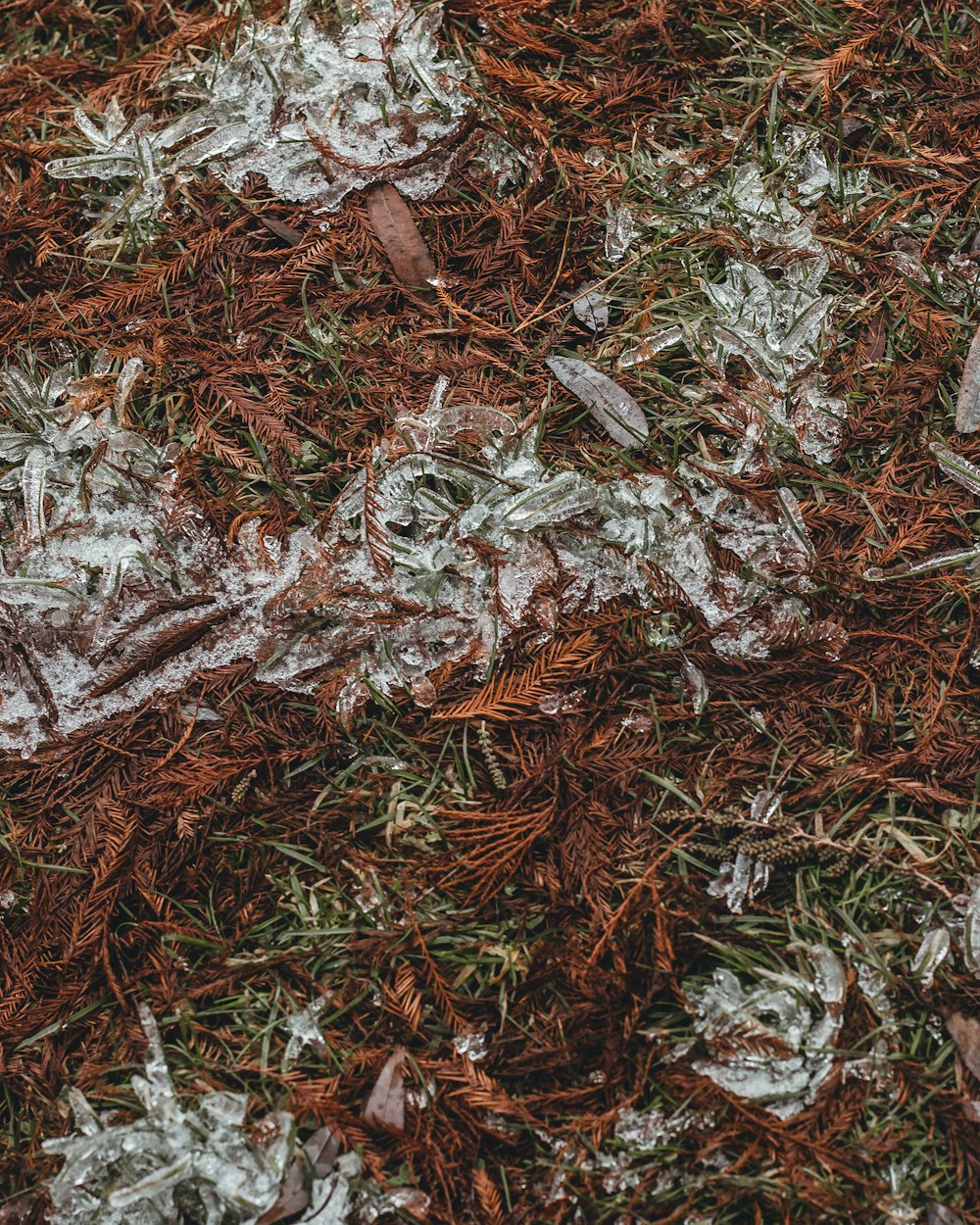 a close up of a patch of grass covered in frost