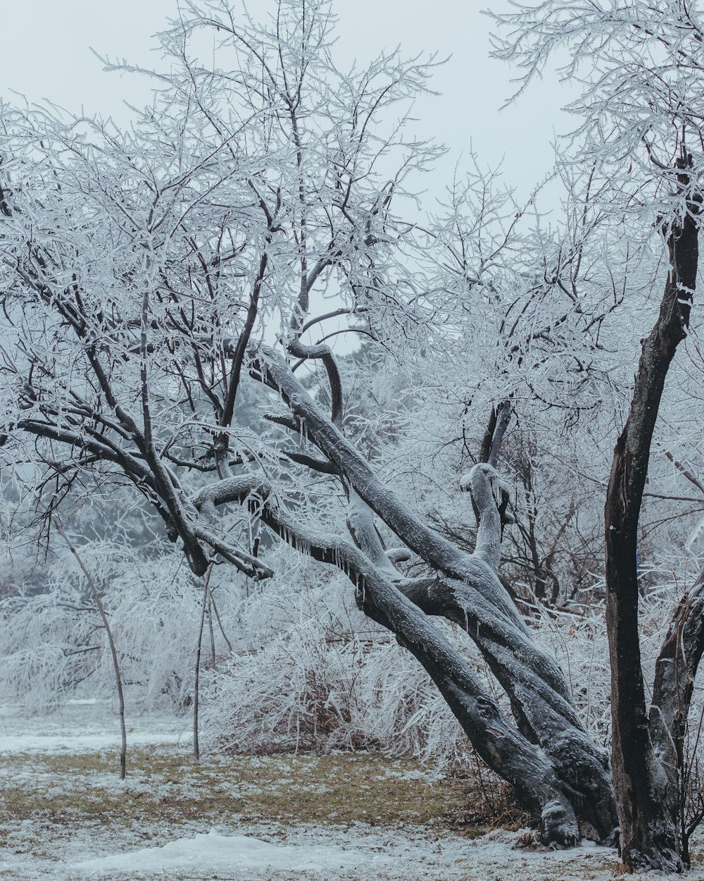 frozen tree under white skies