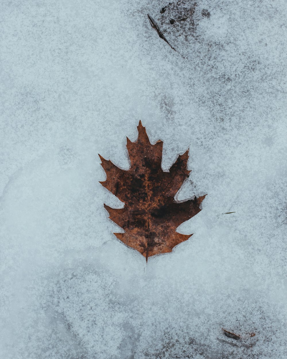 dried maple leaf on white snow covered floor