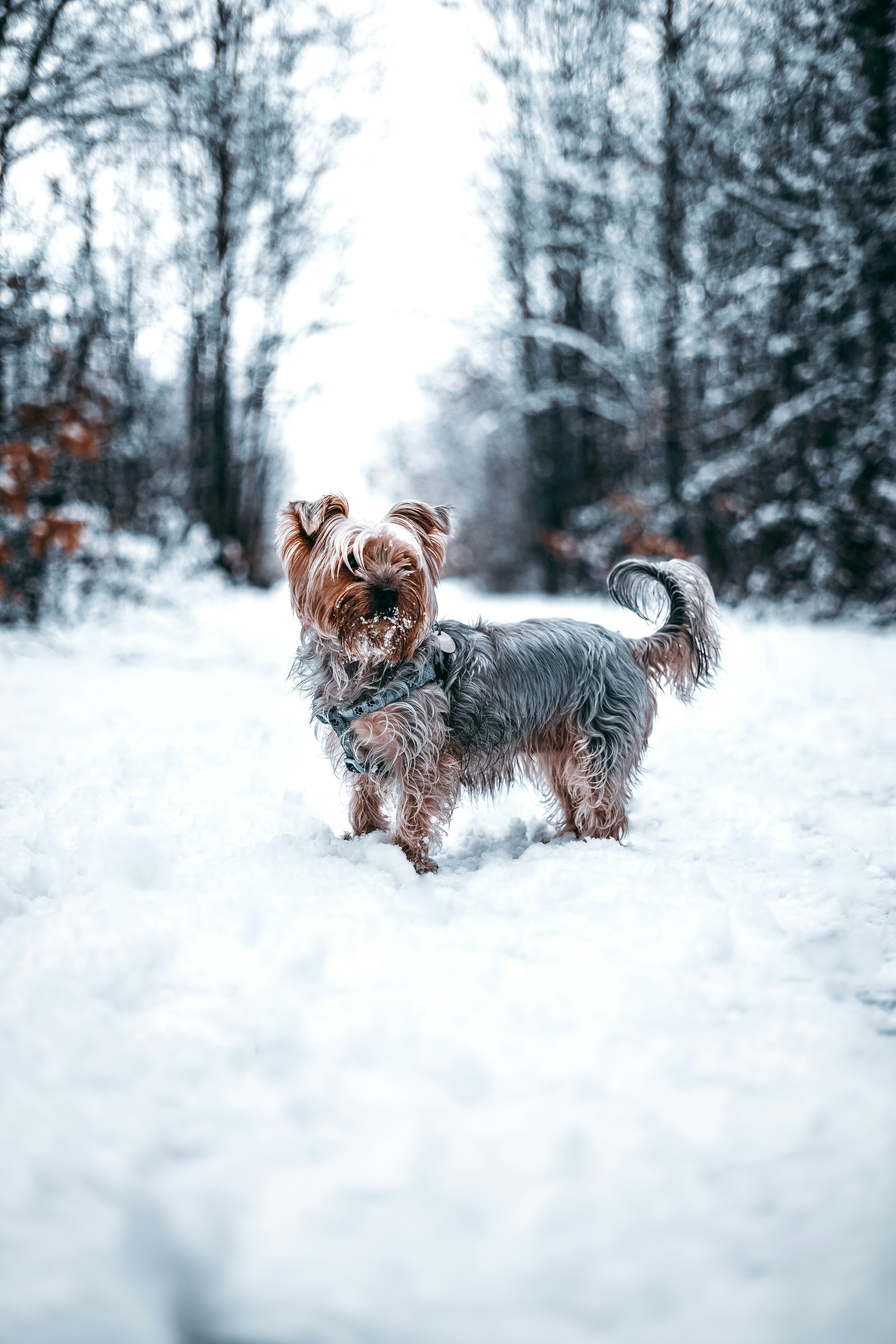 Passionate photographers have captured the most gorgeous animals in the world in their natural habitats and shared them with Unsplash. Now you can use these photos however you wish, for free!