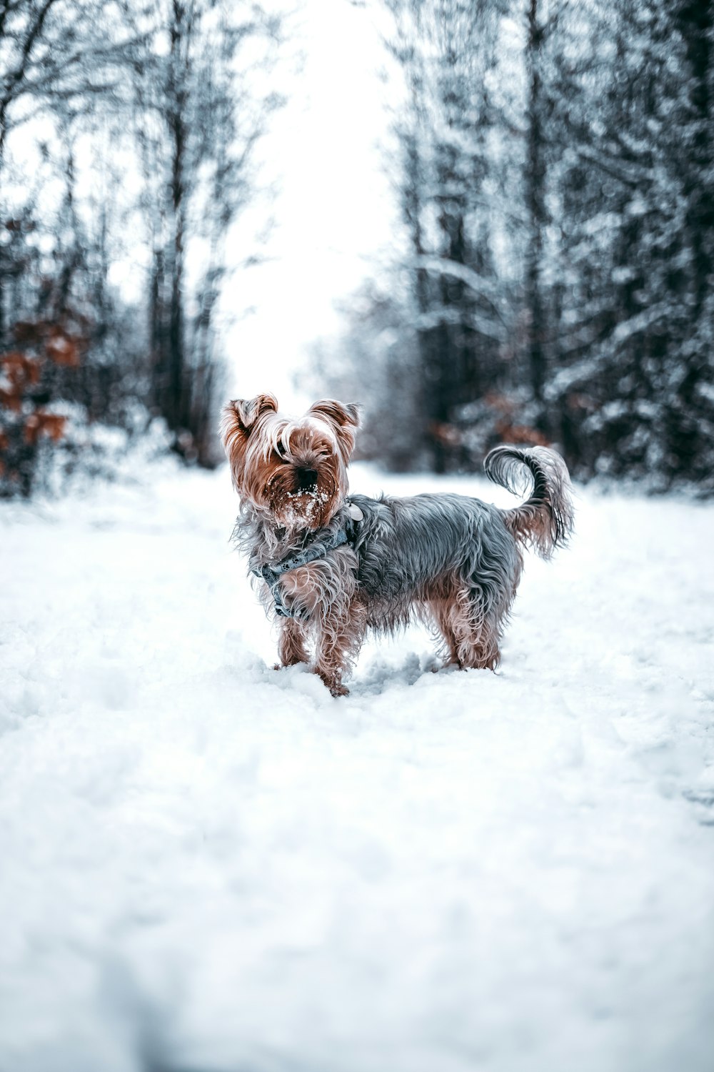 Yorkshire terrier marrom e cinza no campo coberto de neve