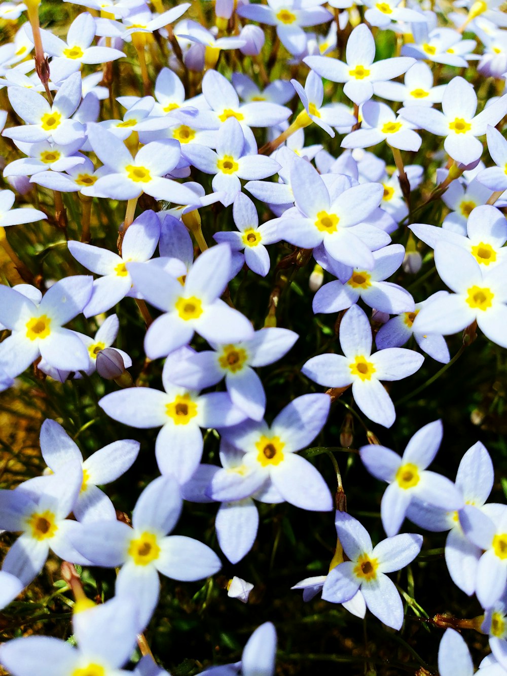 white petaled flowers