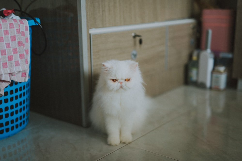 white siamese cat near brown wall