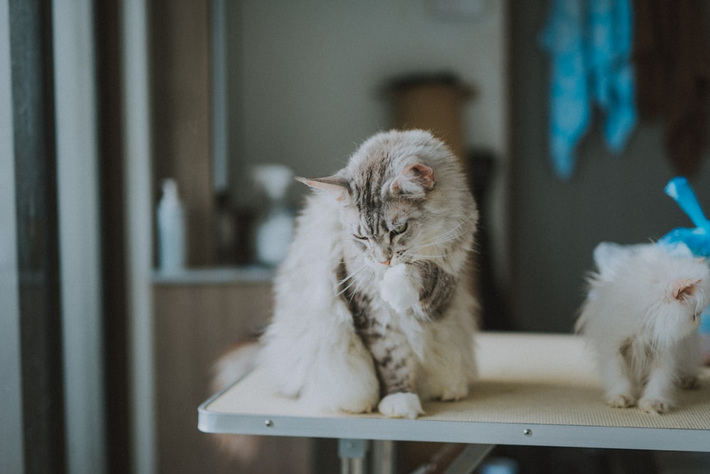 a cat and a dog sitting on a table