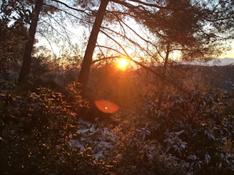 The sun sets behind a dense forest, casting warm golden rays through the branches of tall trees. The landscape features rich foliage with some plants covered in a light dusting of snow, adding contrast to the warm sunlight.