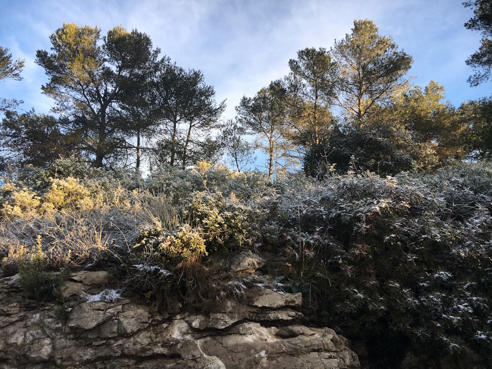 trees on rock