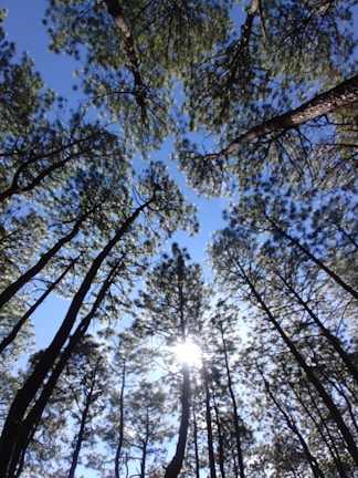 Sunlight filtering through tall trees, creating a calm and inspiring atmosphere